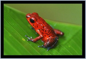 frog sculpture