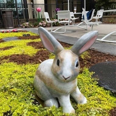 arkansas children's hospital bunny