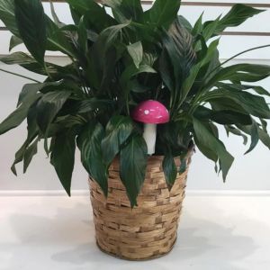 small mushroom plant ornament